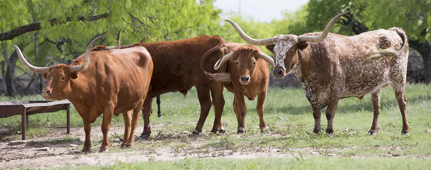 Texas Attractions